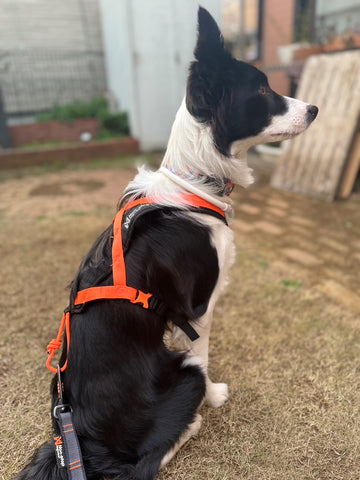 Rush harness | #2016199