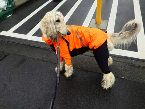 雨の日には必須 | #2120156