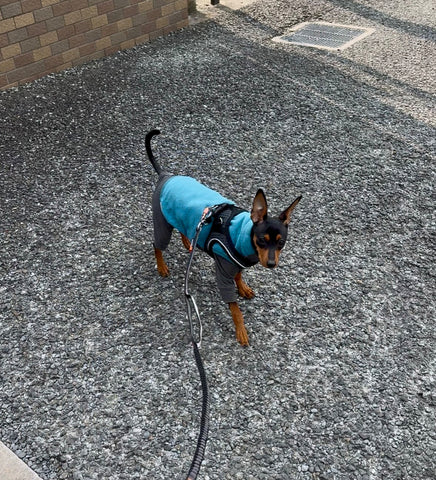 快適なお散歩に！ | #2194786