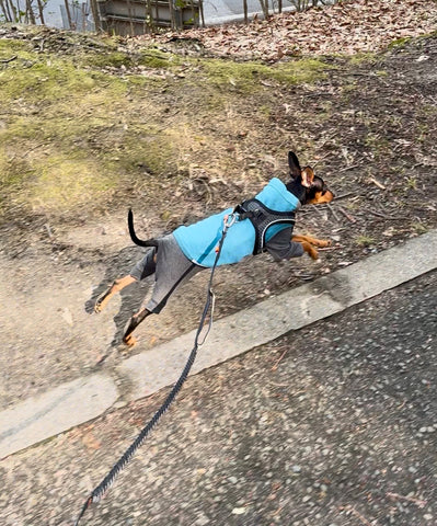 快適なお散歩に！ | #2194786