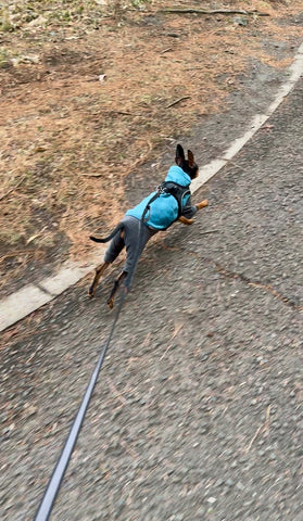 快適なお散歩に！ | #2194786