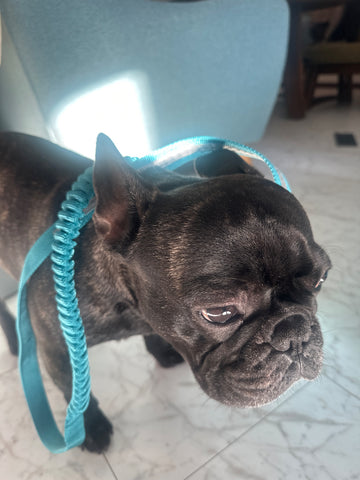 愛犬とスキーが楽しみ | #2220222