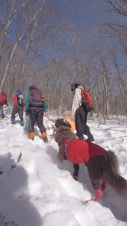 2/15 イヌと雪で遊ぼう㏌西郷村 スノートレッキング日帰りランチ付