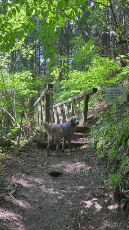 イヌと山 秩父 武甲山登山 10/8(水)
