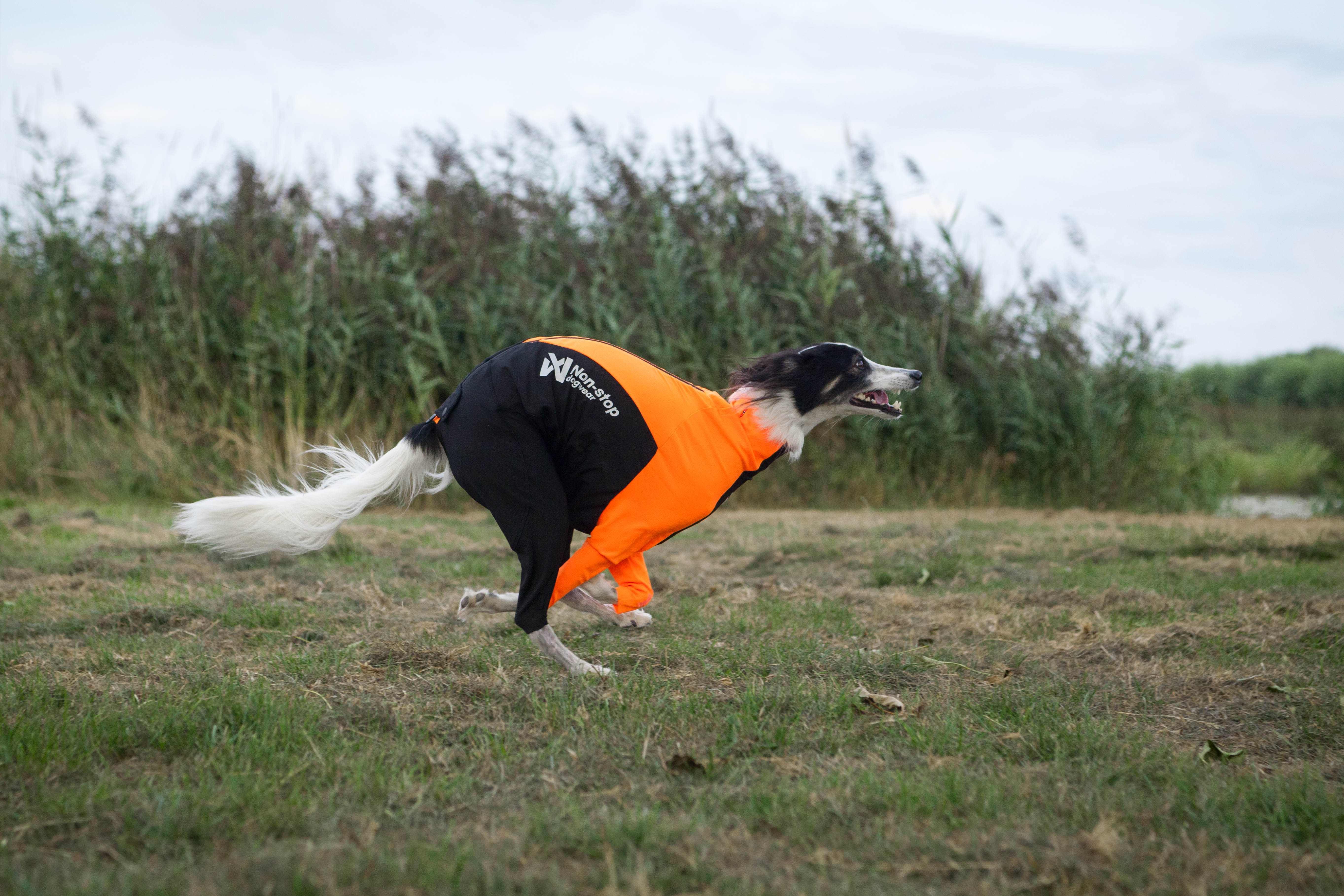 オス犬専用プロテクタースーツ 48サイズ ダニ対策・泥・草の実から全身を守る オス犬専用プロテクタースーツ