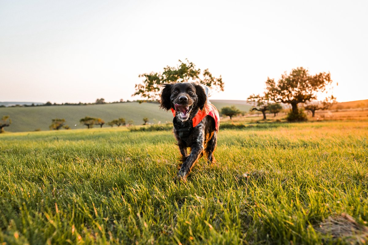犬用プロテクターベスト 藪漕ぎ Protector vest 2.0