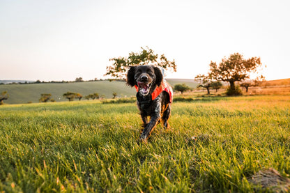 犬用プロテクターベスト 藪漕ぎ Protector vest 2.0