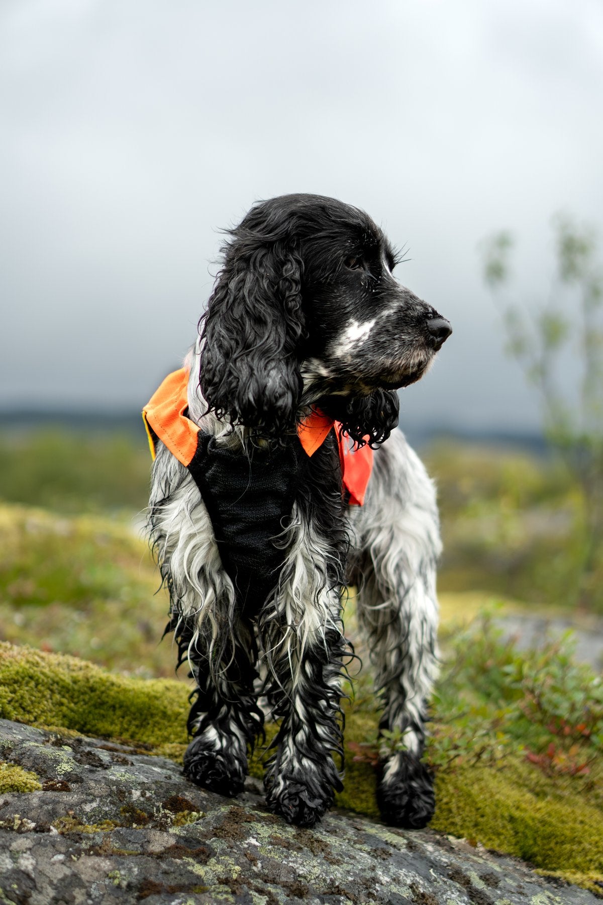 犬用プロテクターベスト 藪漕ぎ Protector vest 2.0