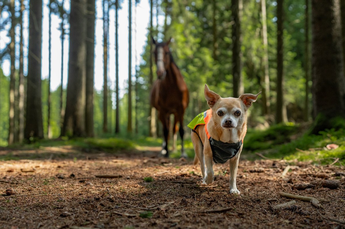 犬用プロテクターベスト 藪漕ぎ Protector vest 2.0