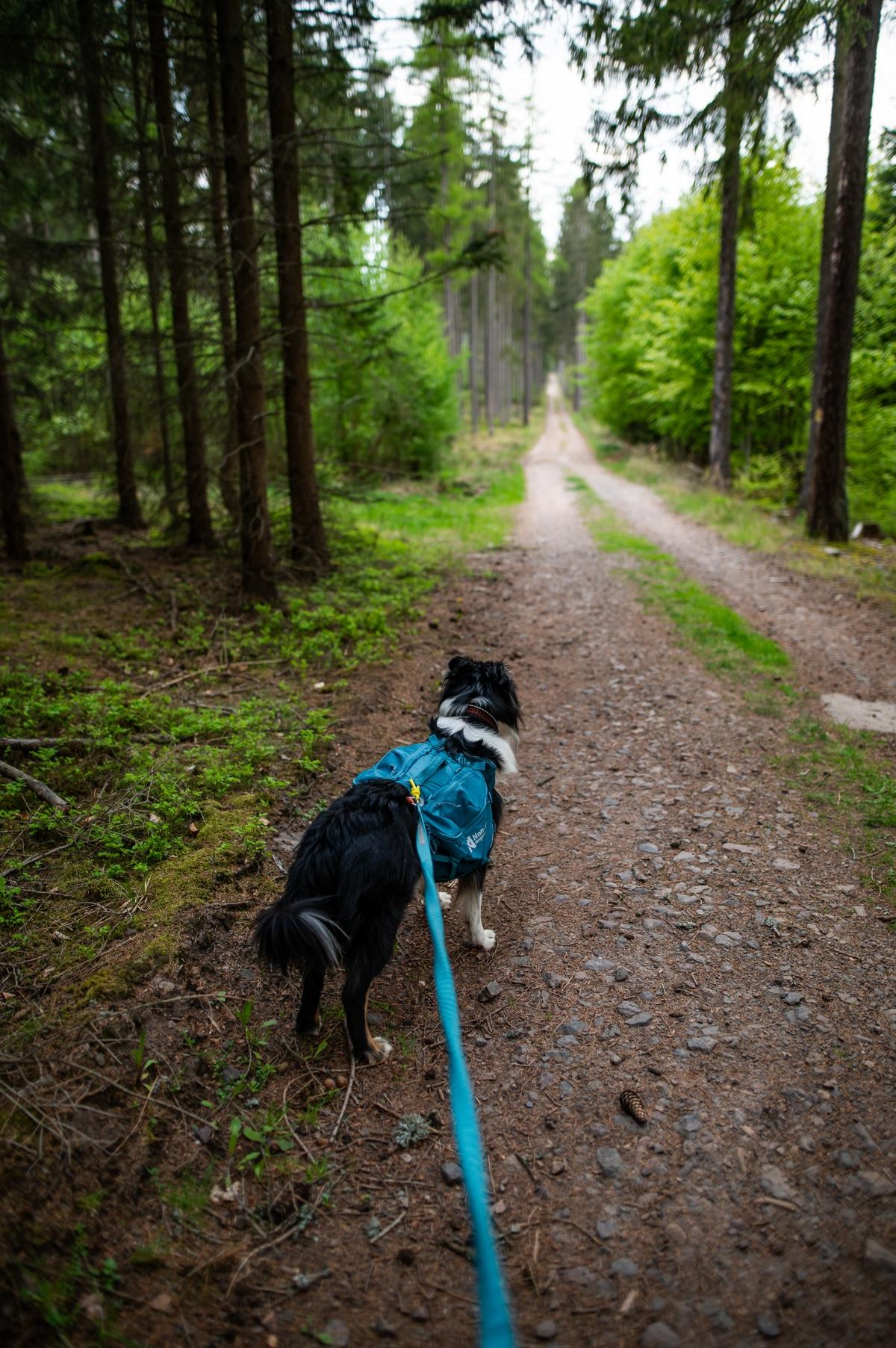 Trail quest dog backpack 犬用 本格アウトドアバックパック