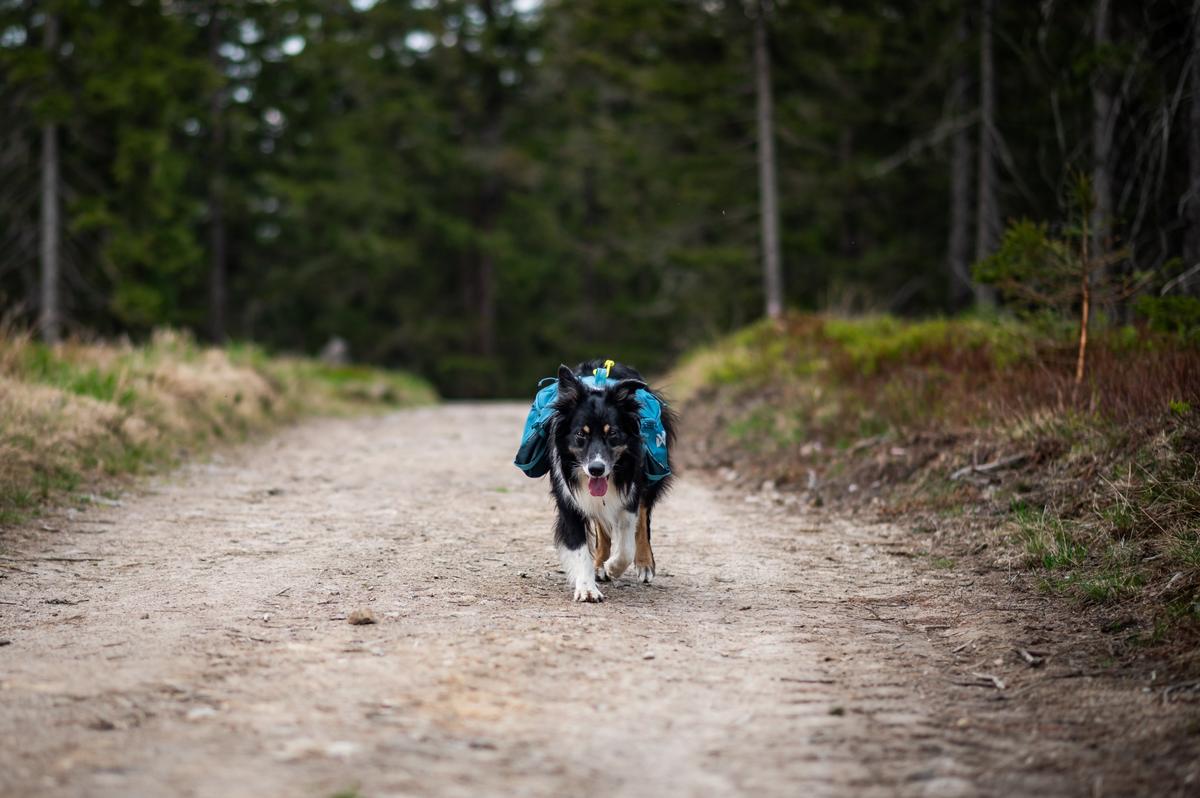 Trail quest dog backpack 犬用 本格アウトドアバックパック