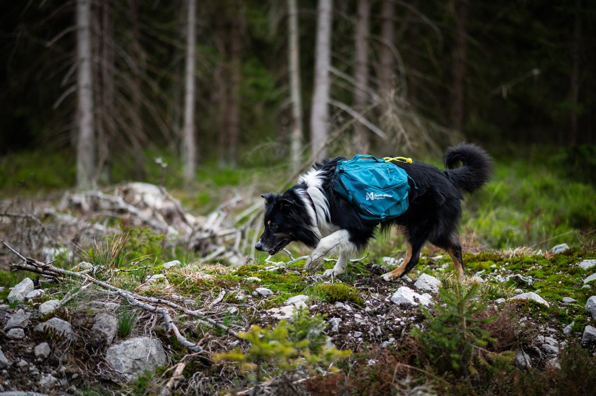 Trail quest dog backpack 犬用 本格アウトドアバックパック