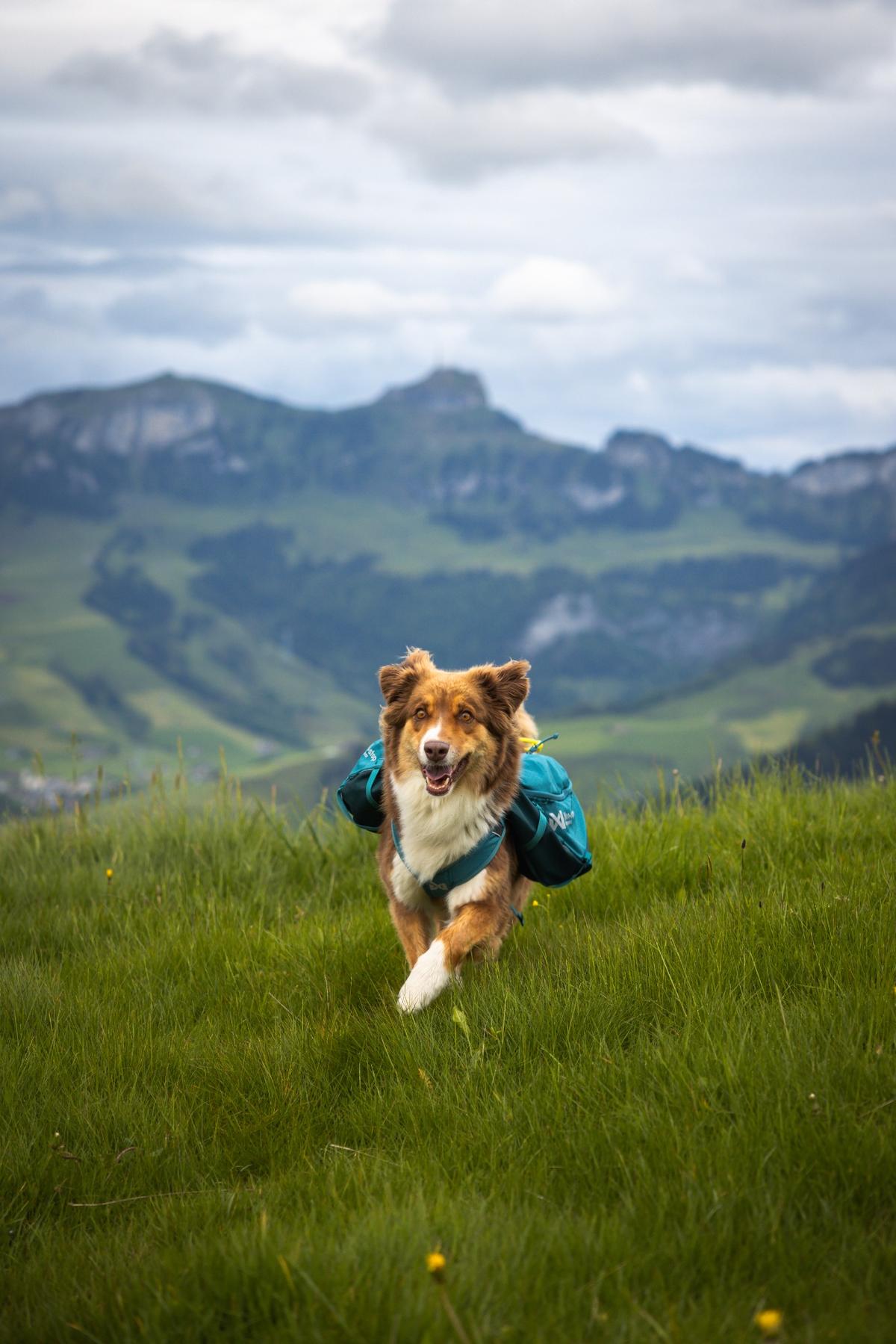 Trail quest dog backpack 犬用 本格アウトドアバックパック