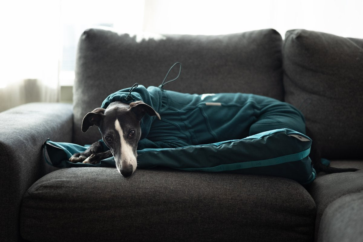 Trail quest fleece overall 寒さに強いアクティブ犬用防寒着
