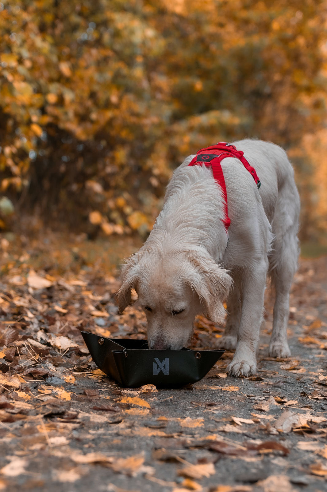 Trekking bowl