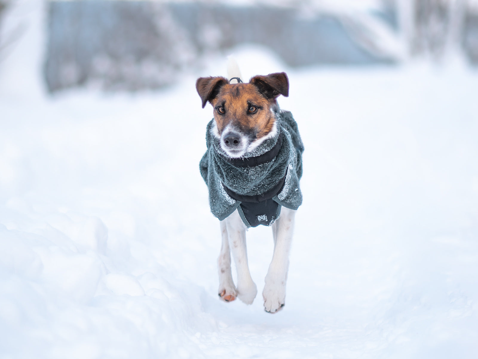 wool dog jacket 雪山・スキー対応 犬用ウールジャケット – イヌと