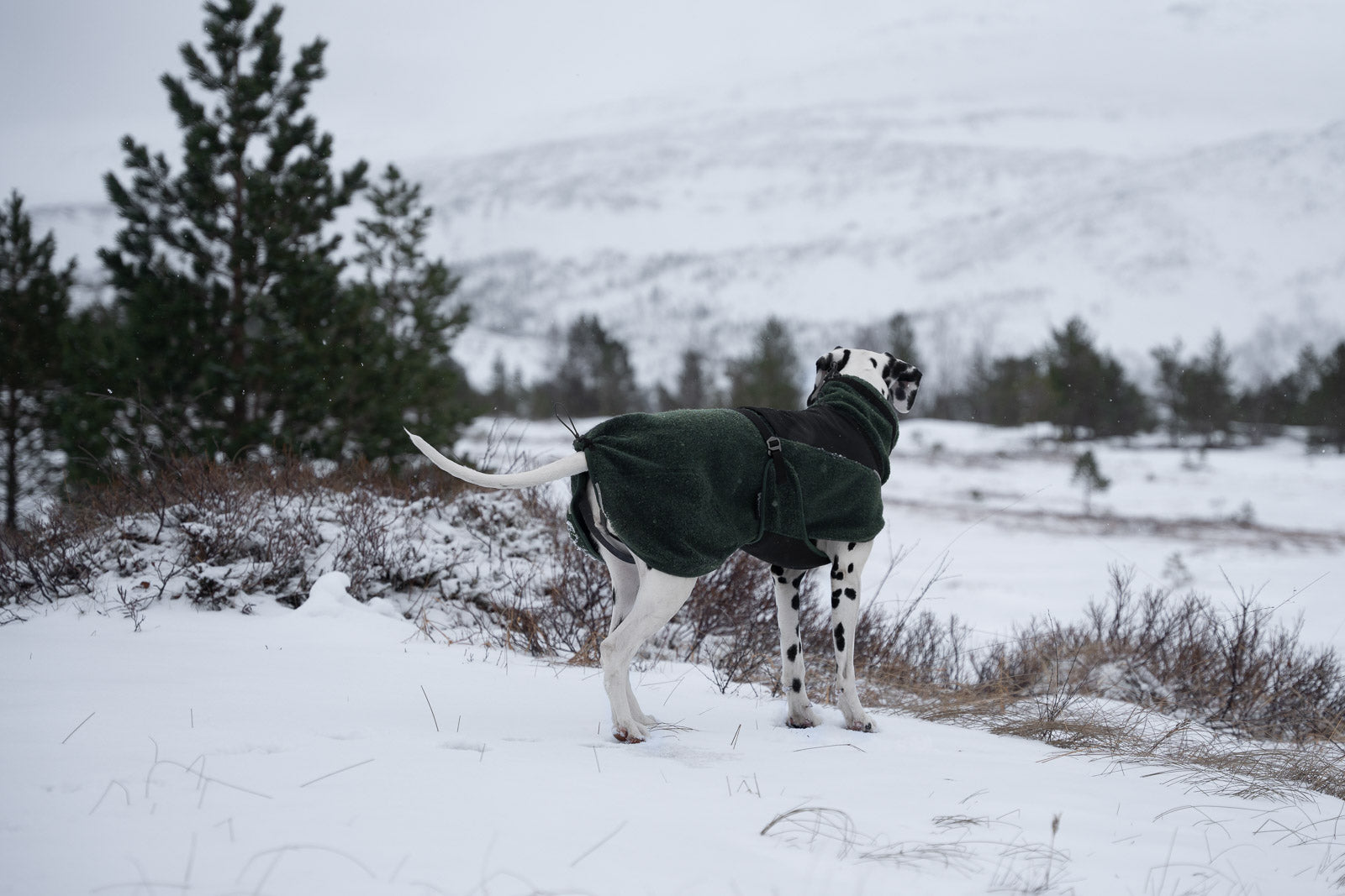 wool dog jacket 雪山・スキー対応 犬用ウールジャケット – イヌと